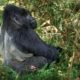 Ultimate Guide to Gorilla Trekking in Bwindi Impenetrable National Park
