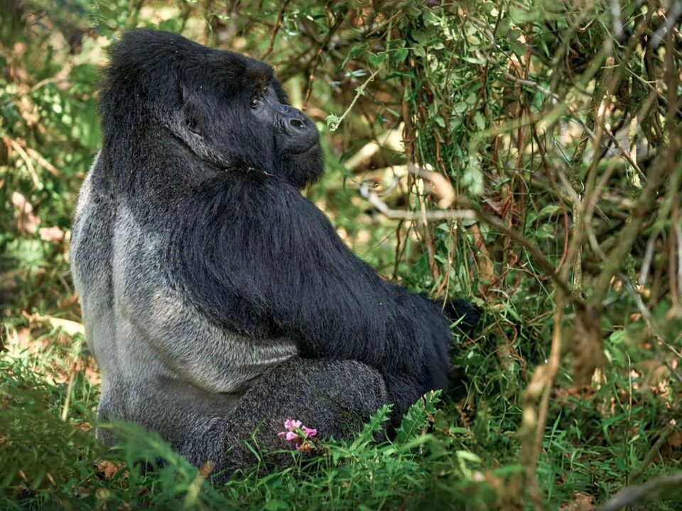 Ultimate Guide to Gorilla Trekking in Bwindi Impenetrable National Park
