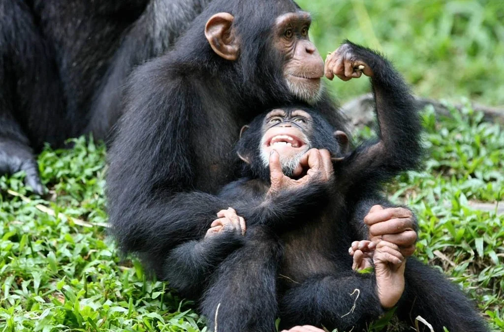 What Is the Chimpanzee Habituation Experience in Kibale National Park?