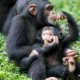 What Is the Chimpanzee Habituation Experience in Kibale National Park?