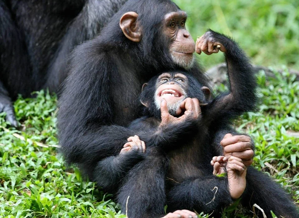 What Is the Chimpanzee Habituation Experience in Kibale National Park?