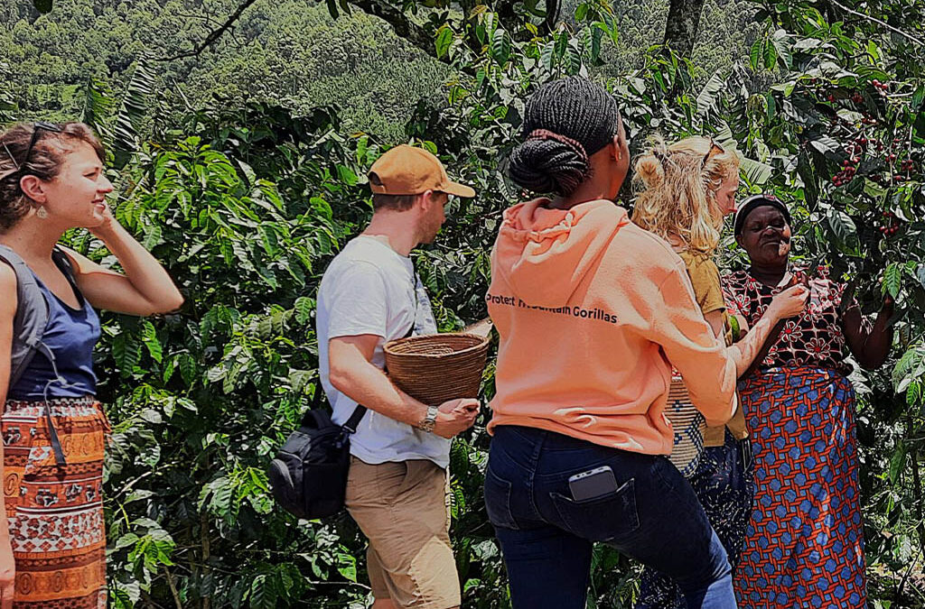 The Best Coffee Shops in Kisoro Before Your Gorilla Trek