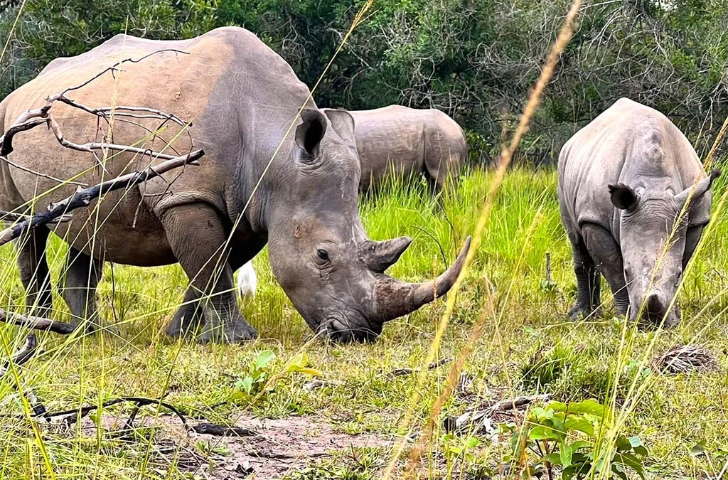 A Complete Guide to Ziwa Rhino Sanctuary and Wildlife Experiences
