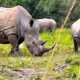 A Complete Guide to Ziwa Rhino Sanctuary and Wildlife Experiences