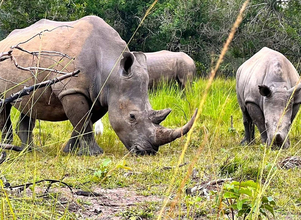 A Complete Guide to Ziwa Rhino Sanctuary and Wildlife Experiences