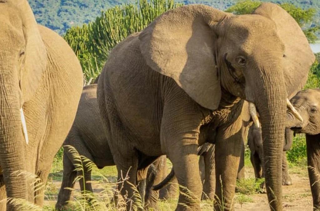 Elephant Herds in Queen Elizabeth National Park