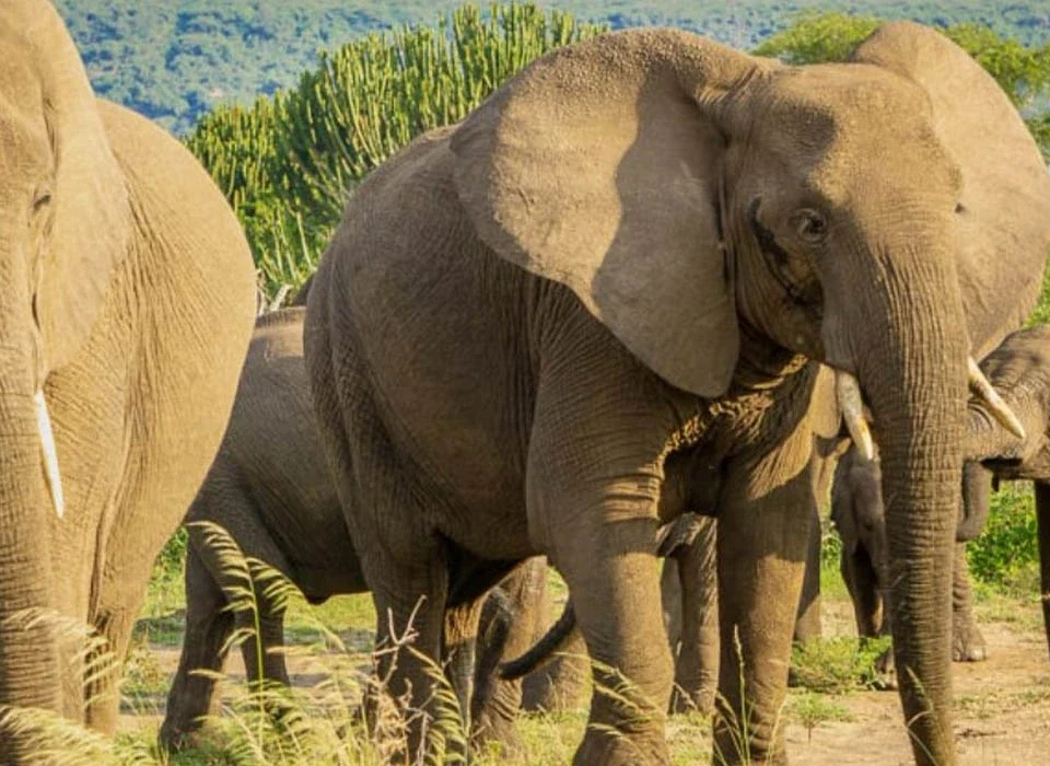 Elephant Herds in Queen Elizabeth National Park