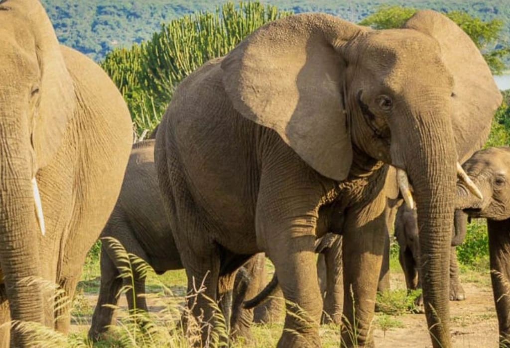 Elephant Herds in Queen Elizabeth National Park