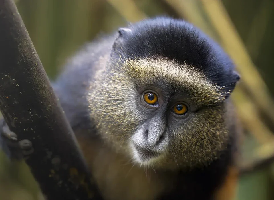 How Long Is Golden Monkey Trekking in Mgahinga National Park?
