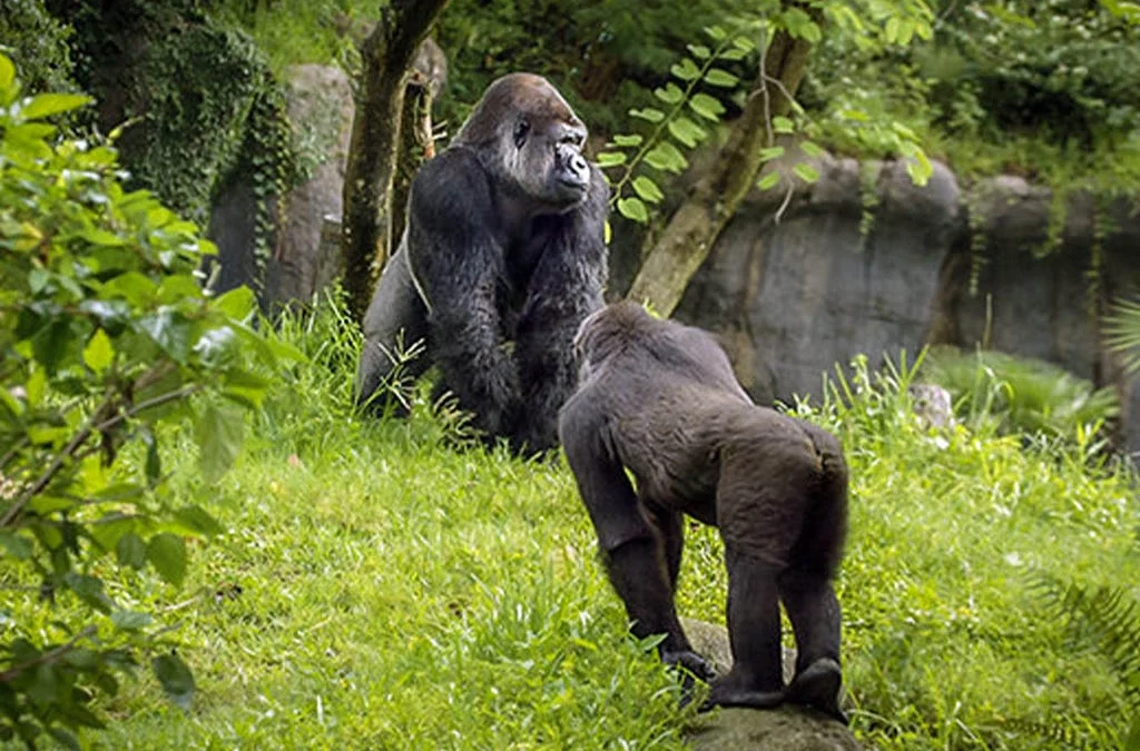 Why Do Gorillas Knuckle Walk?