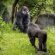 Why Do Gorillas Knuckle Walk?