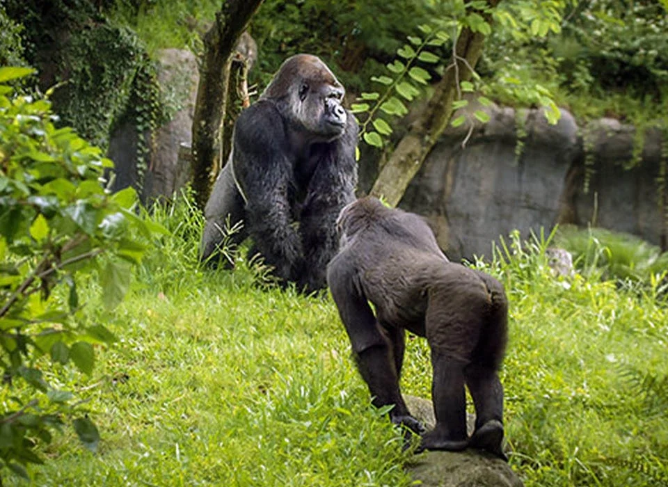 Why Do Gorillas Knuckle Walk?