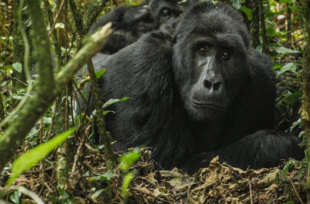 What Can I Expect During a Gorilla Trekking Experience?