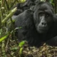 What Can I Expect During a Gorilla Trekking Experience?