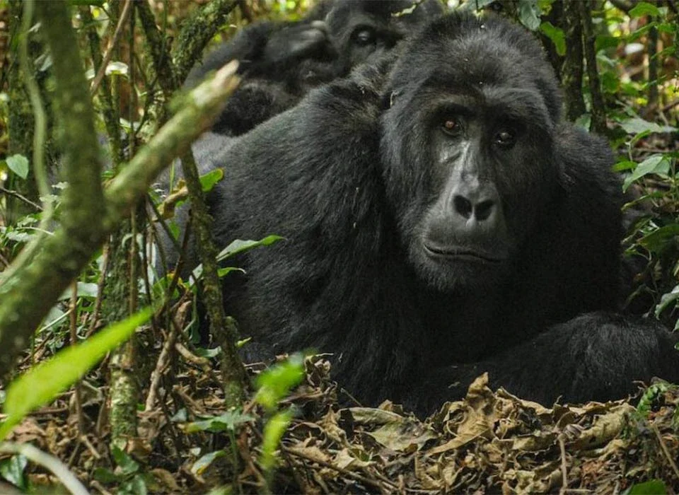 What Can I Expect During a Gorilla Trekking Experience?