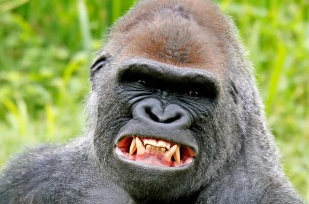 Is Gorilla Trekking Difficult for Beginners?