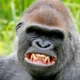 Is Gorilla Trekking Difficult for Beginners?