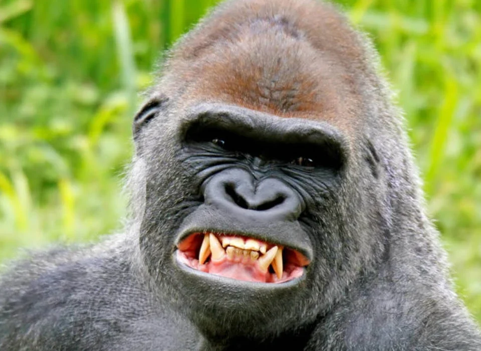 Is Gorilla Trekking Difficult for Beginners?