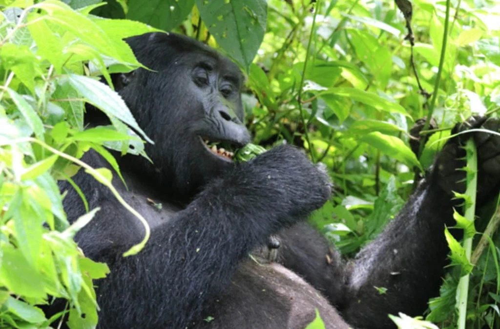 Uganda Discounts Gorilla and Chimpanzee Trekking Permits 2026