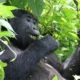 Uganda Discounts Gorilla and Chimpanzee Trekking Permits 2026