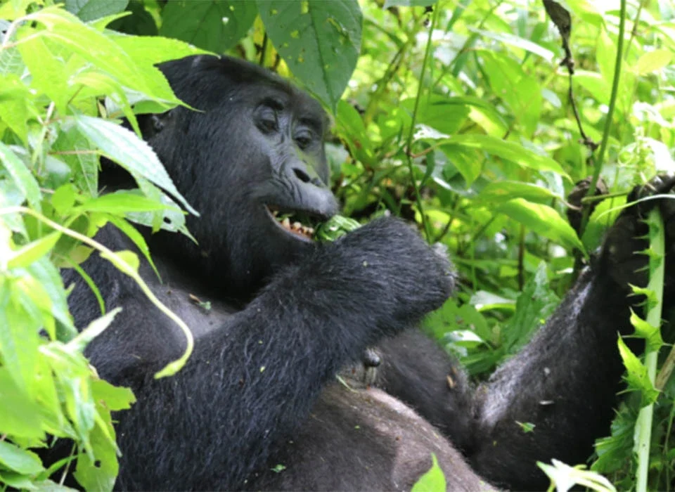 Uganda Discounts Gorilla and Chimpanzee Trekking Permits 2026
