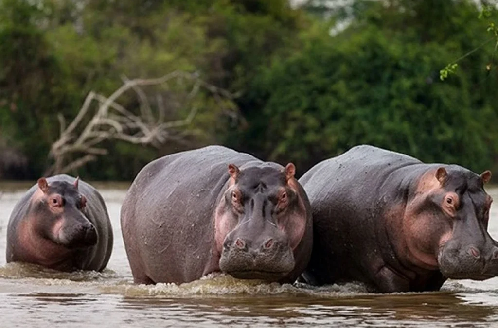 Where Can I See Hippos in Uganda?