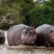 Where Can I See Hippos in Uganda?