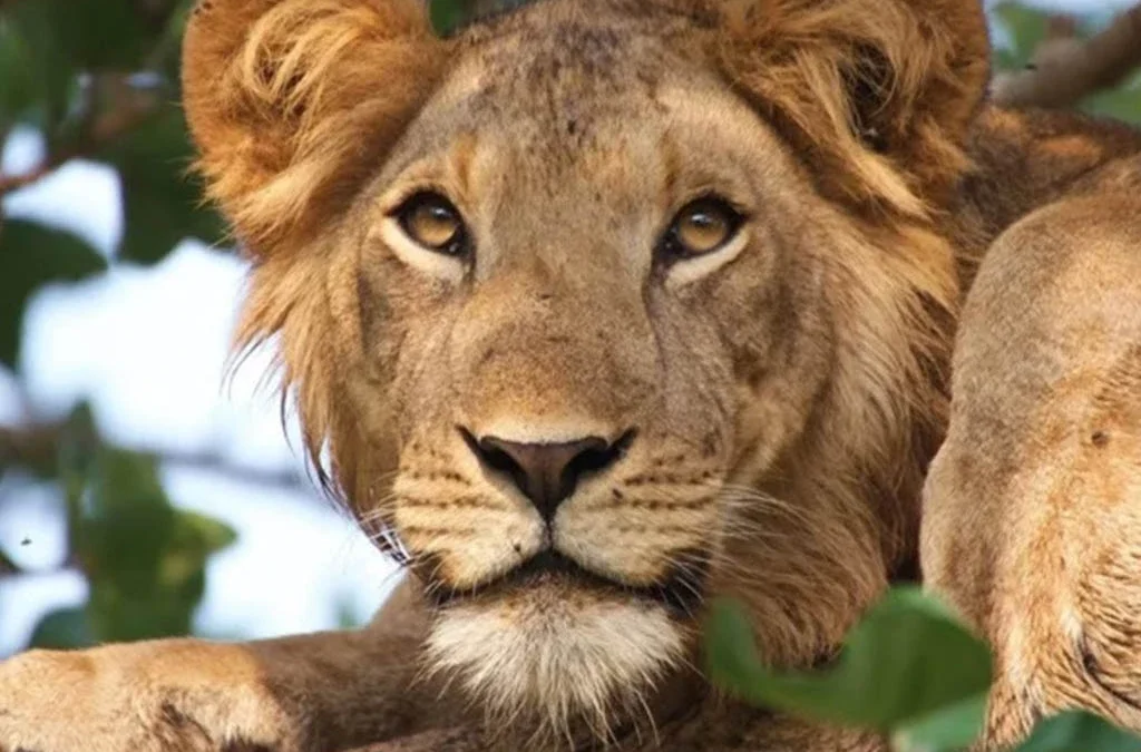 What Makes the Ishasha Lions Unique