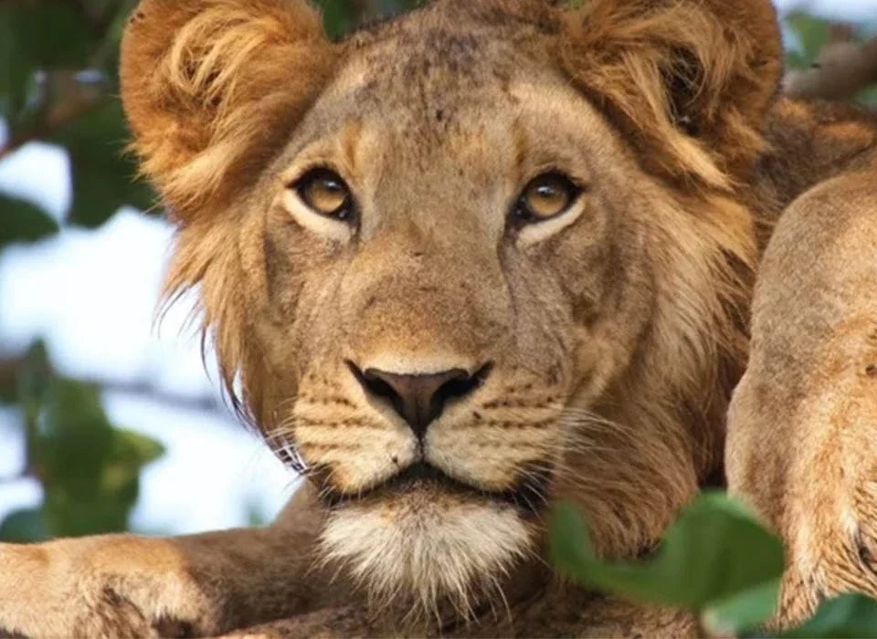 What Makes the Ishasha Lions Unique