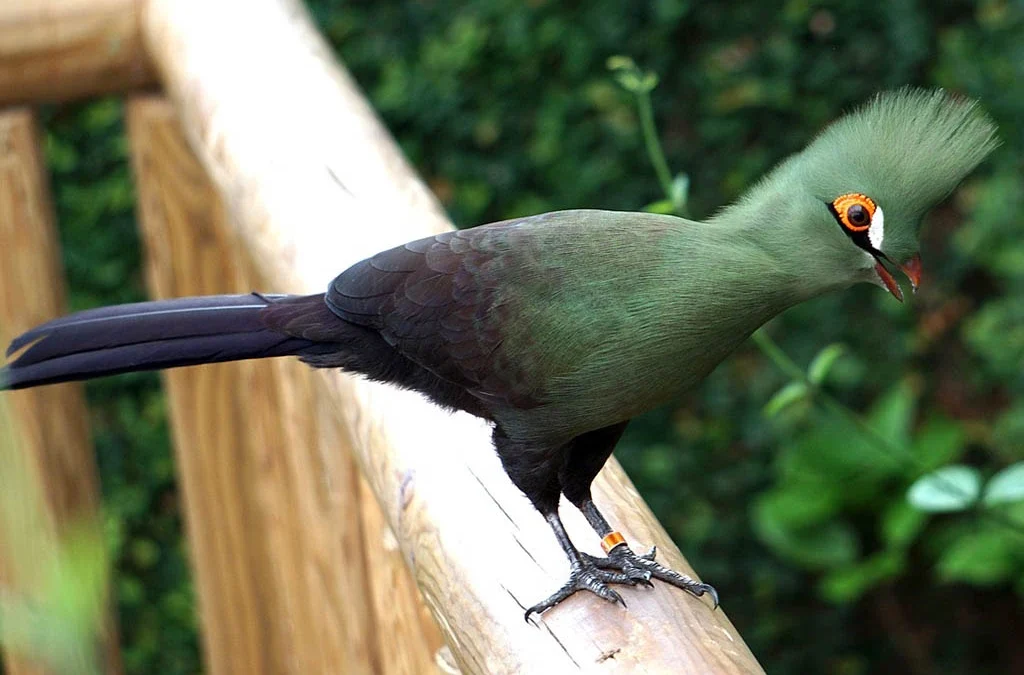 Birding in Kibale Forest National Park