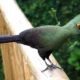 Birding in Kibale Forest National Park