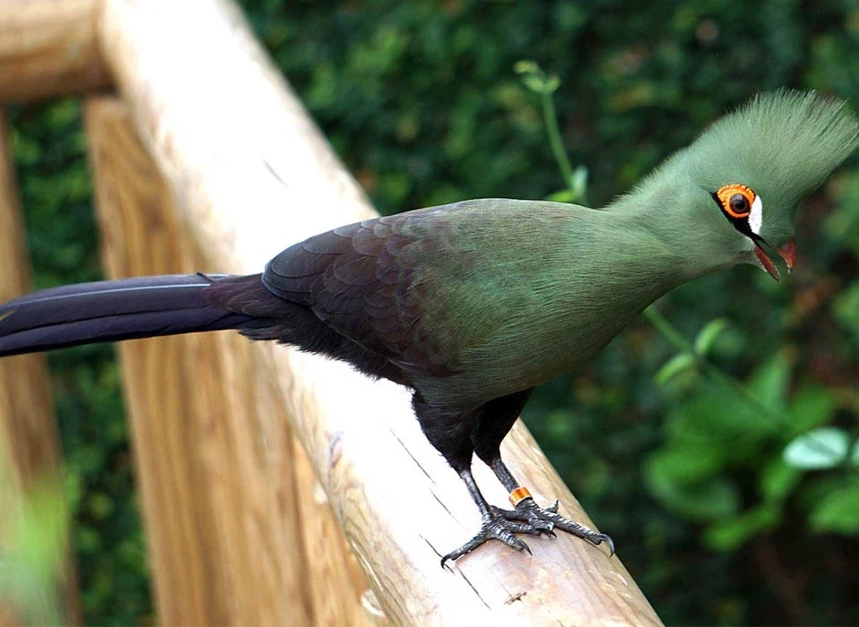Birding in Kibale Forest National Park