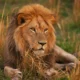 How Do Lions Communicate? A Closer Look at Africa’s Most Social Big Cat