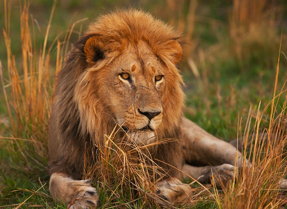 How Do Lions Communicate? A Closer Look at Africa’s Most Social Big Cat