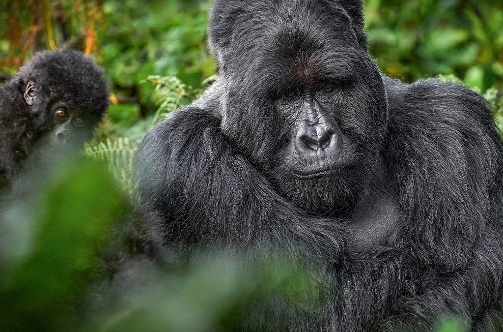 Why Mgahinga Deserves a Spot on Your Bucket List