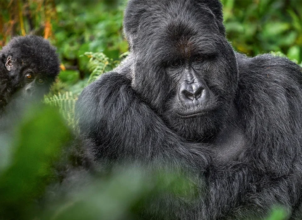 Why Mgahinga Deserves a Spot on Your Bucket List