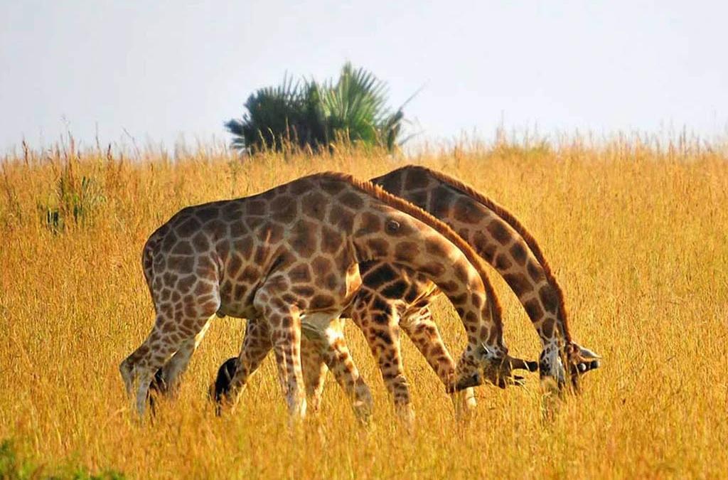 Which Parks Offer the Best Guided Game Drives?