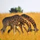 Which Parks Offer the Best Guided Game Drives?