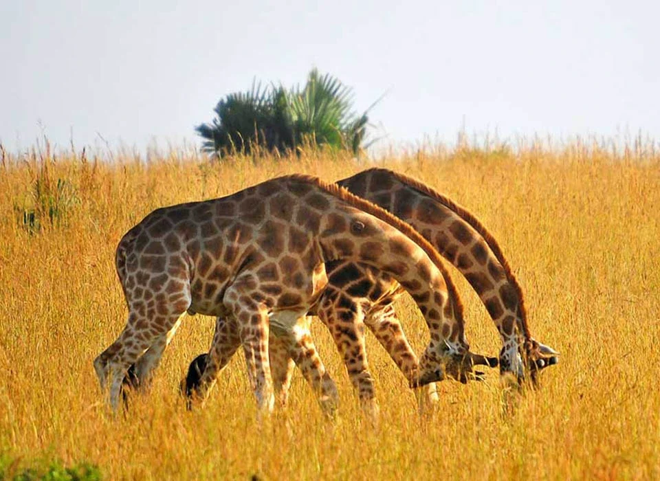 Which Parks Offer the Best Guided Game Drives?