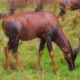 Reasons Why You Should Visit Queen Elizabeth National Park