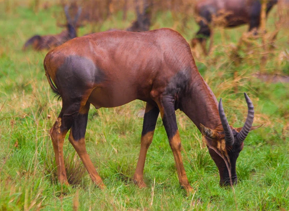 Reasons Why You Should Visit Queen Elizabeth National Park