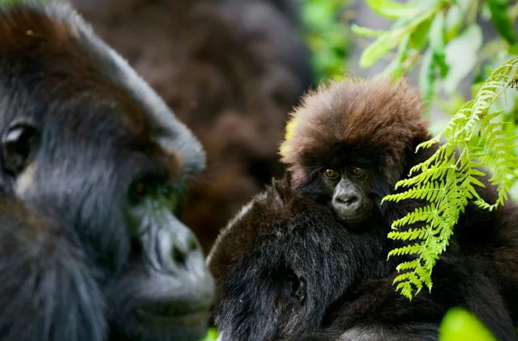 Difference Between Gorilla Trekking in Uganda and Rwanda