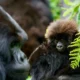 Difference Between Gorilla Trekking in Uganda and Rwanda