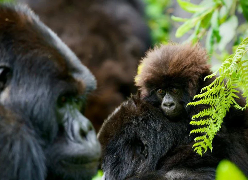 Difference Between Gorilla Trekking in Uganda and Rwanda