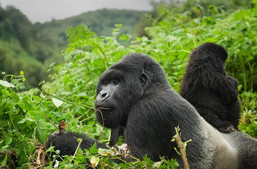 Sabyinyo Gorilla Family in Volcanoes National Park 