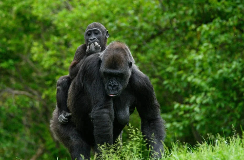 The Role of a Silverback in a Gorilla Group