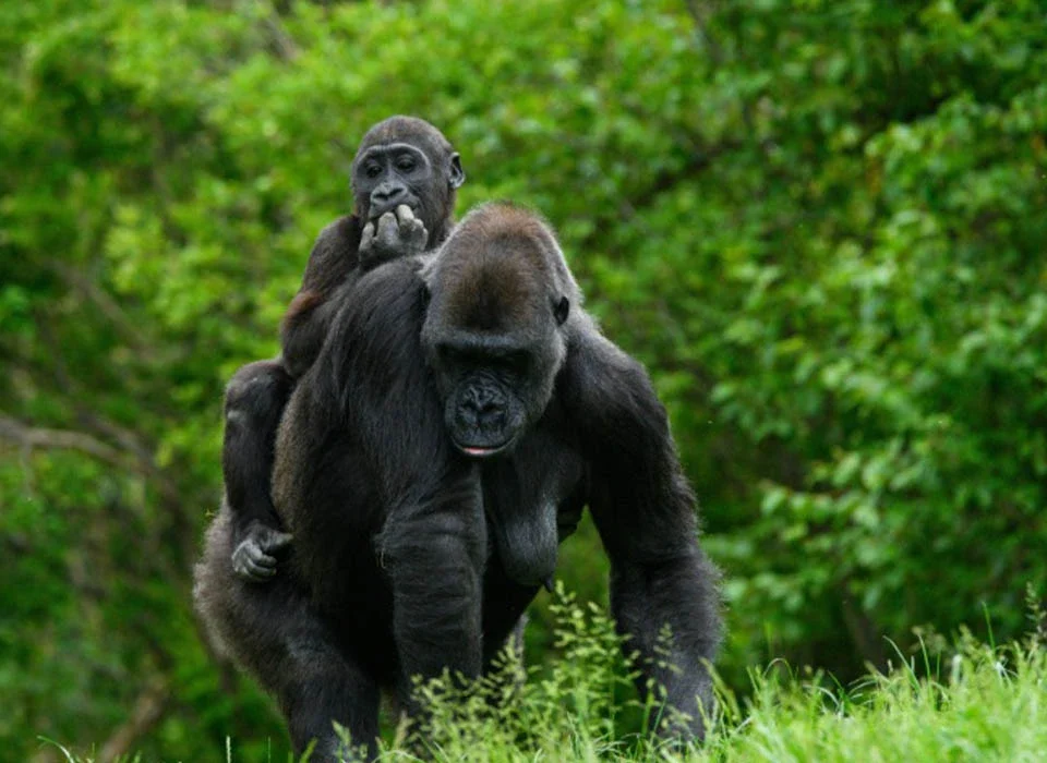The Role of a Silverback in a Gorilla Group