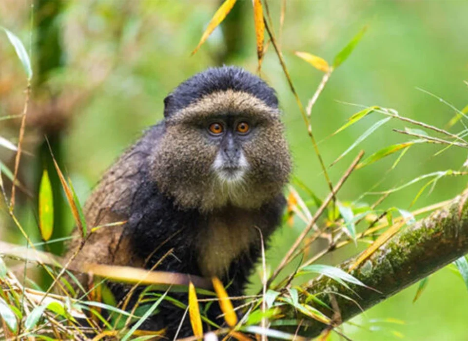 10-Day Uganda, Rwanda, and Kenya Safari