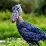 3-Day Mabamba Shoebill Birding Safari