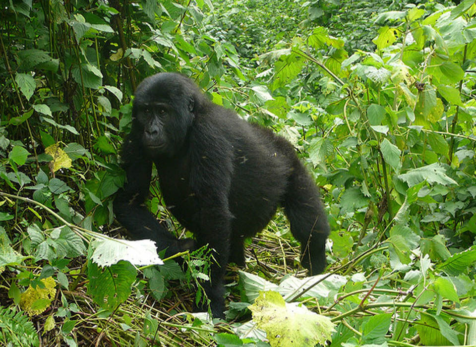3 Days Gorilla Trekking in Volcanoes National Park